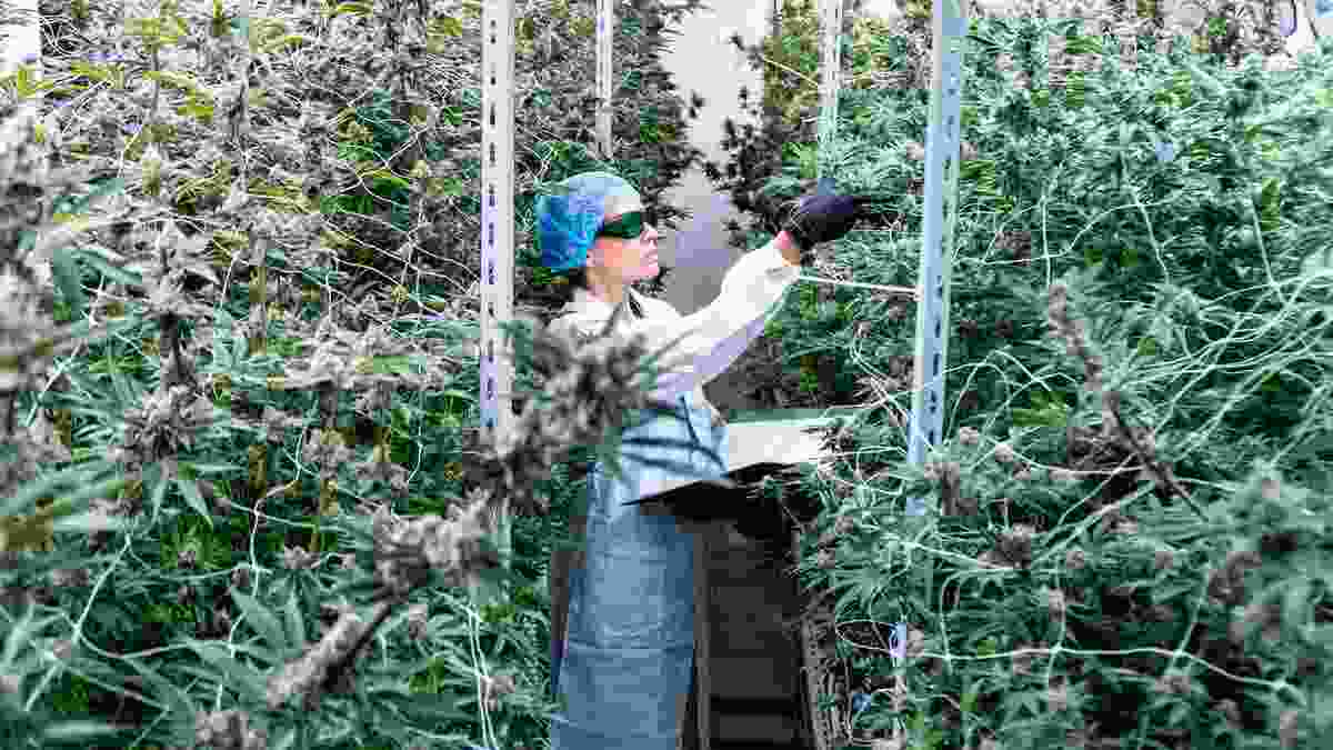 Cannabis laboratory testing compliance