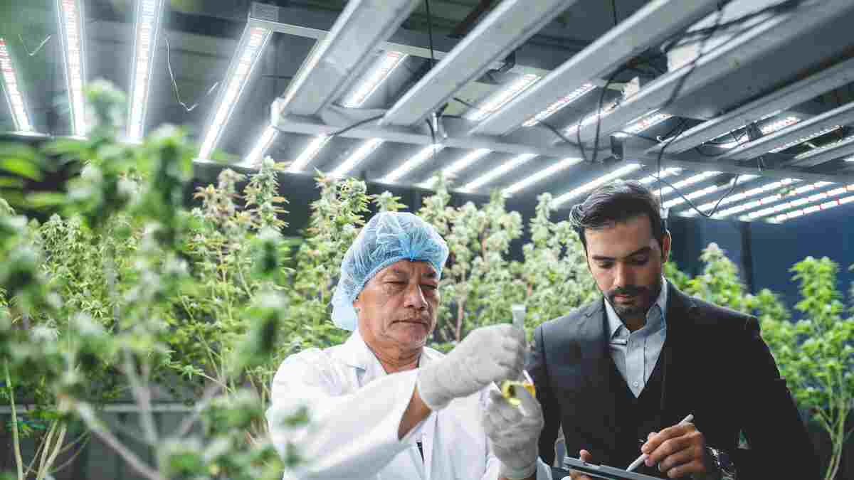 Massachusetts cannabis cultivation facility maintaining CCC compliance